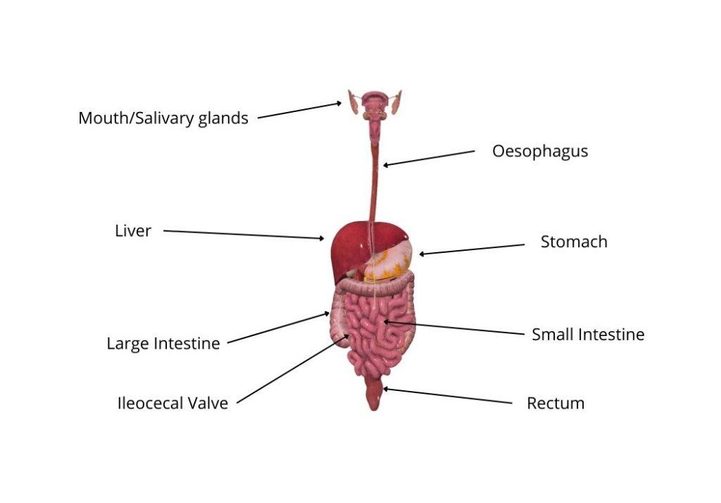 Overview of the digestive system