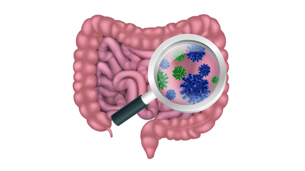 Magnifying glass showing gut microbiome