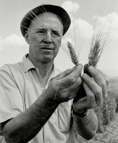 Norman Borlaug inspecting wheat.